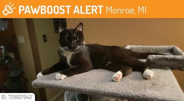 Found/Stray Male Cat last seen Arbor Creek Rd and Cedar Creek Dr , Monroe, MI 48162