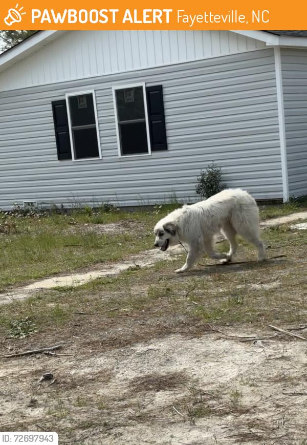 Found/Stray Unknown Dog last seen Cumberland road carbine Owen drive, Fayetteville, NC 28306