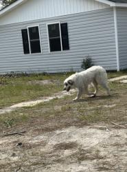 Found/Stray Unknown Dog last seen Cumberland road carbine Owen drive, Fayetteville, NC 28306