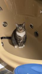 Lost Female Cat last seen Elm rd & Holt rd intersection , Webberville, MI 48892