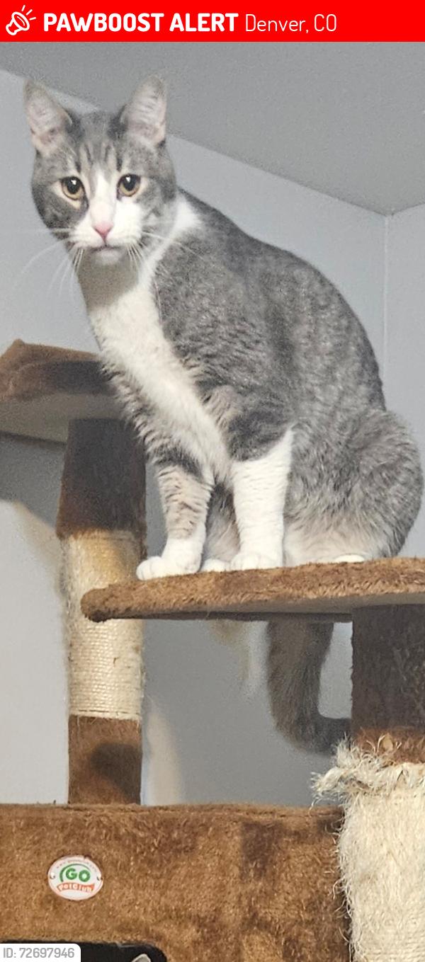 Lost Male Cat last seen Perry and morrison, Denver, CO 80219