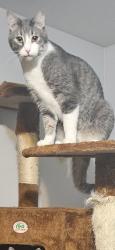 Lost Male Cat last seen Perry and morrison, Denver, CO 80219