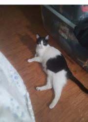 Lost Male Cat last seen Califa street  , Los Angeles, CA 91367