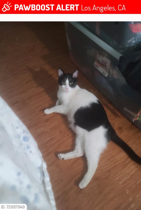 Lost Male Cat last seen Califa street  , Los Angeles, CA 91367
