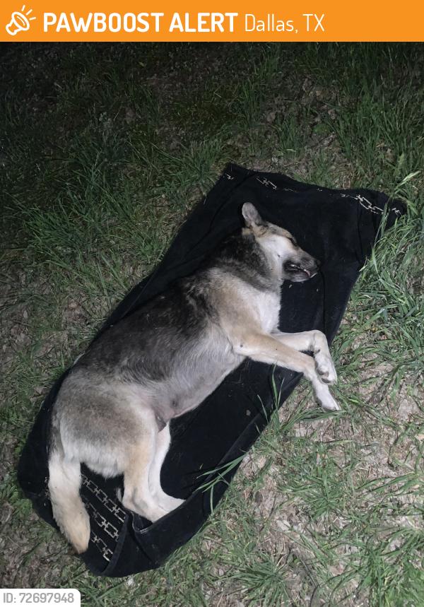 Found/Stray Female Dog last seen Ferguson casa view, Dallas, TX 75228