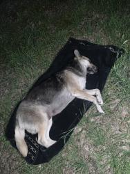 Found/Stray Female Dog last seen Ferguson casa view, Dallas, TX 75228
