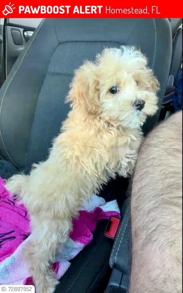 Lost Male Dog last seen Near SW 132nd Ave, Homestead, FL 33032