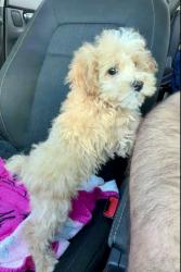 Lost Male Dog last seen Near SW 132nd Ave, Homestead, FL 33032