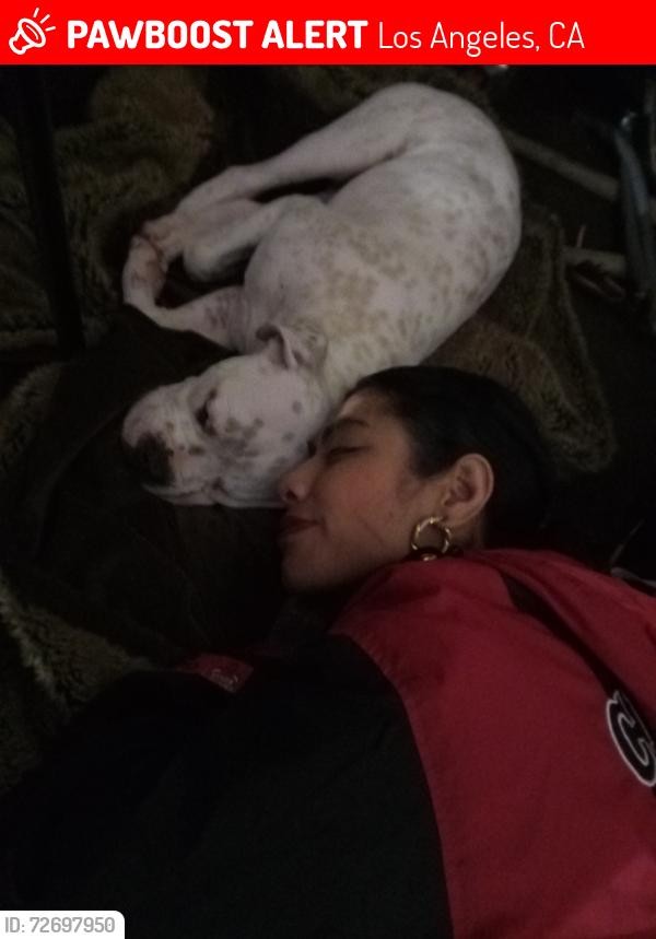 Lost Male Dog last seen Wilshire and Vermont Los Angeles ca , Los Angeles, CA 90005