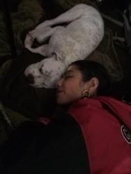 Lost Male Dog last seen Wilshire and Vermont Los Angeles ca , Los Angeles, CA 90005