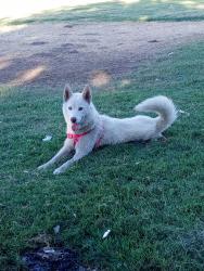 Lost Female Dog last seen el camino tires, Stockton, CA 95205