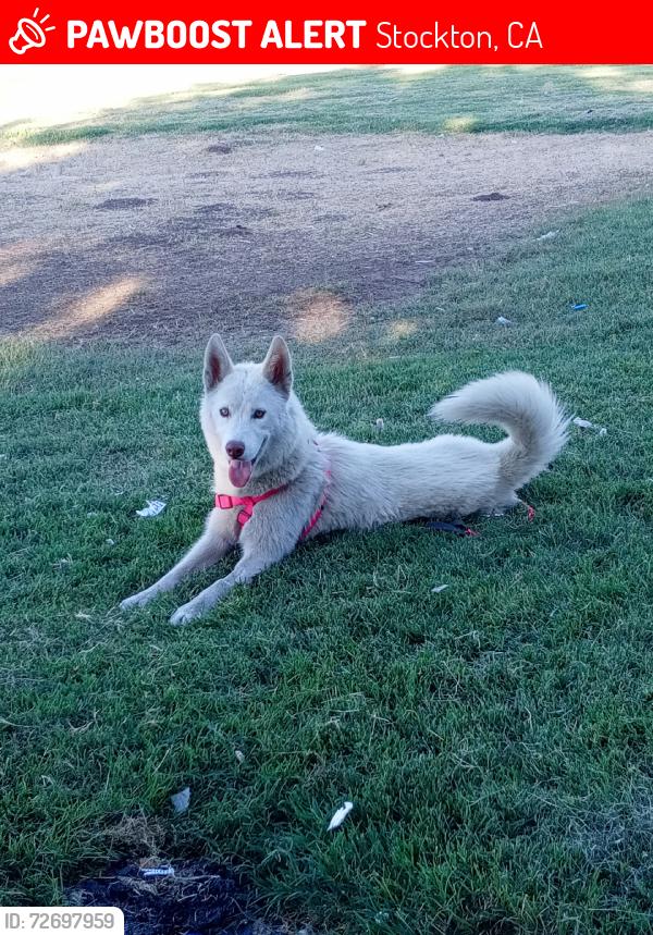 Lost Female Dog last seen el camino tires, Stockton, CA 95205