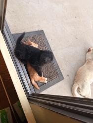 Lost Male Dog last seen Wedow Dr, Moreno Valley, CA 92551