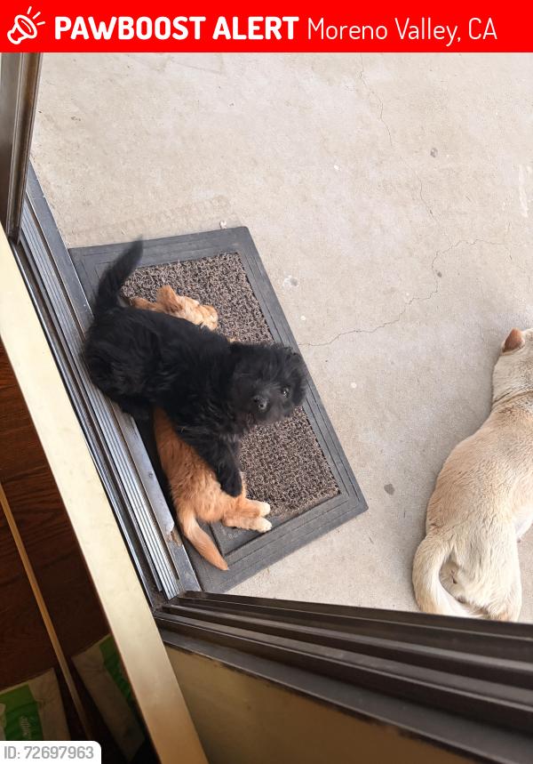 Lost Male Dog last seen Wedow Dr, Moreno Valley, CA 92551
