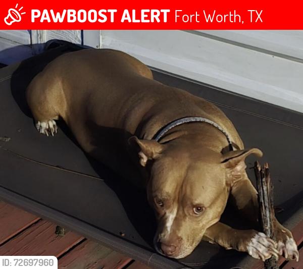 Lost Female Dog last seen Near Mohawk trail , Fort Worth, TX 76135