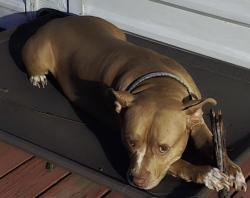 Lost Female Dog last seen Near Mohawk trail , Fort Worth, TX 76135