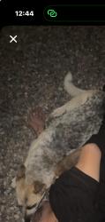 Lost Female Dog last seen Los Padillas , Albuquerque, NM 87105