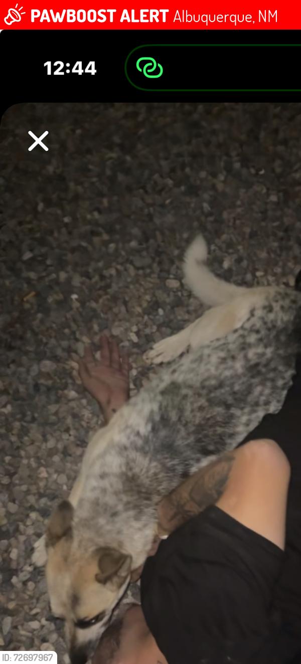 Lost Female Dog last seen Los Padillas , Albuquerque, NM 87105
