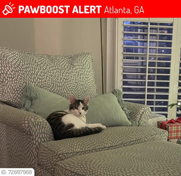 Lost Female Cat last seen Payton Road, Atlanta, GA 30345