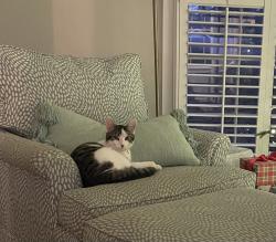 Lost Female Cat last seen Payton Road, Atlanta, GA 30345