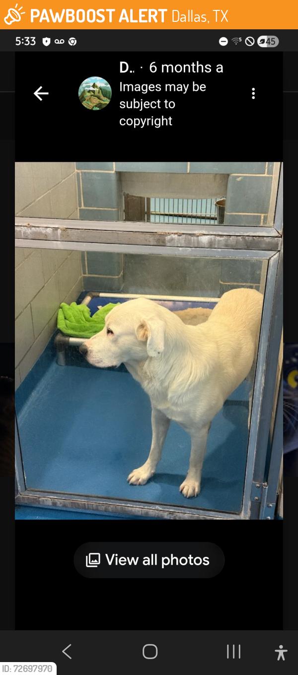 Found/Stray Female Dog last seen Webbchapel, Dallas, TX 75229