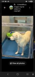 Found/Stray Female Dog last seen Webbchapel, Dallas, TX 75229