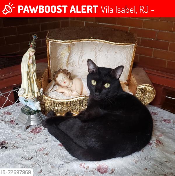 Lost Male Cat last seen Rua Dona Maria entre Pereira Nunes e Ribeiro Guimarães , Vila Isabel, RJ 20541-030