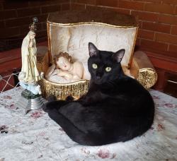 Lost Male Cat last seen Rua Dona Maria entre Pereira Nunes e Ribeiro Guimarães , Vila Isabel, RJ 20541-030