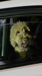 Found/Stray Unknown Dog last seen Peachtree Corners Circle and Jaybird Alley, Peachtree Corners, GA 30092