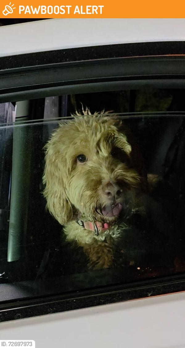 Found/Stray Unknown Dog last seen Peachtree Corners Circle and Jaybird Alley, Peachtree Corners, GA 30092