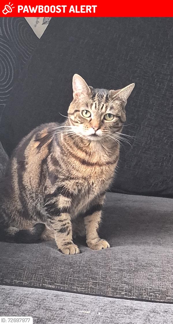Lost Female Cat last seen Watford , Hertfordshire, England WD18