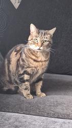 Lost Female Cat last seen Watford , Hertfordshire, England WD18