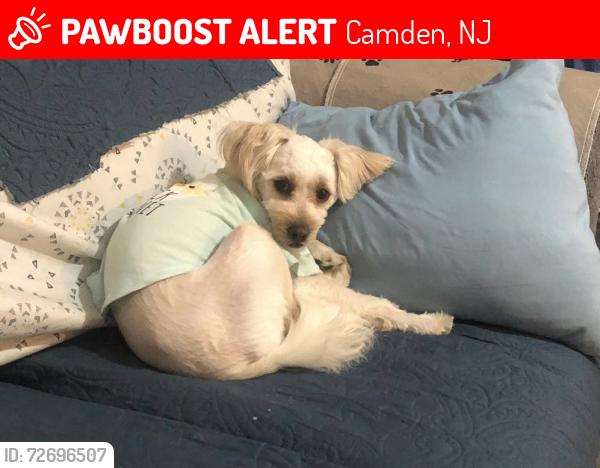 Lost Male Dog last seen Near federal at east side , Camden, NJ 08105