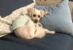 Lost Male Dog last seen Near federal at east side , Camden, NJ 08105