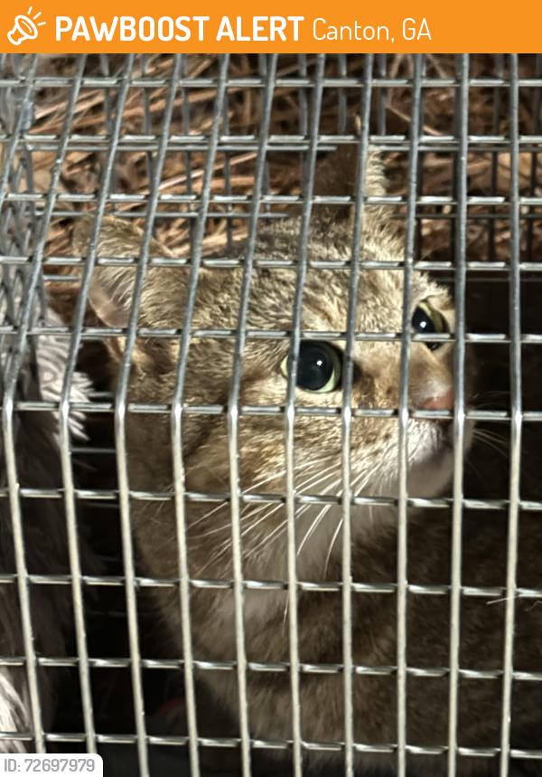 Found/Stray Unknown Cat last seen Bells Ferry, Canton, GA 30114