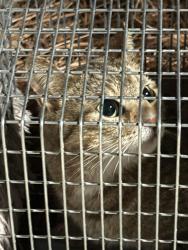 Found/Stray Unknown Cat last seen Bells Ferry, Canton, GA 30114