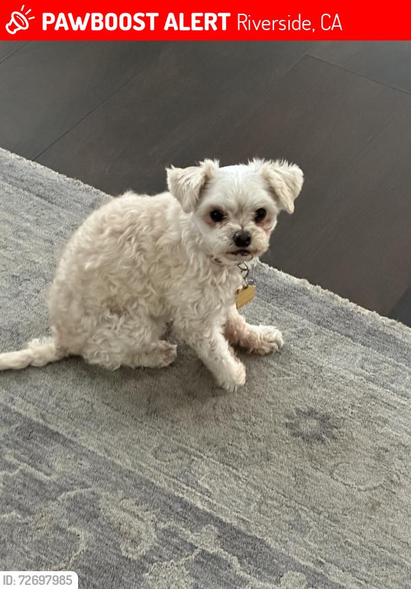 Lost Female Dog last seen trautwein, Riverside, CA 92508