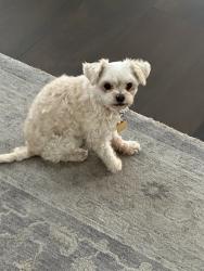 Lost Female Dog last seen trautwein, Riverside, CA 92508
