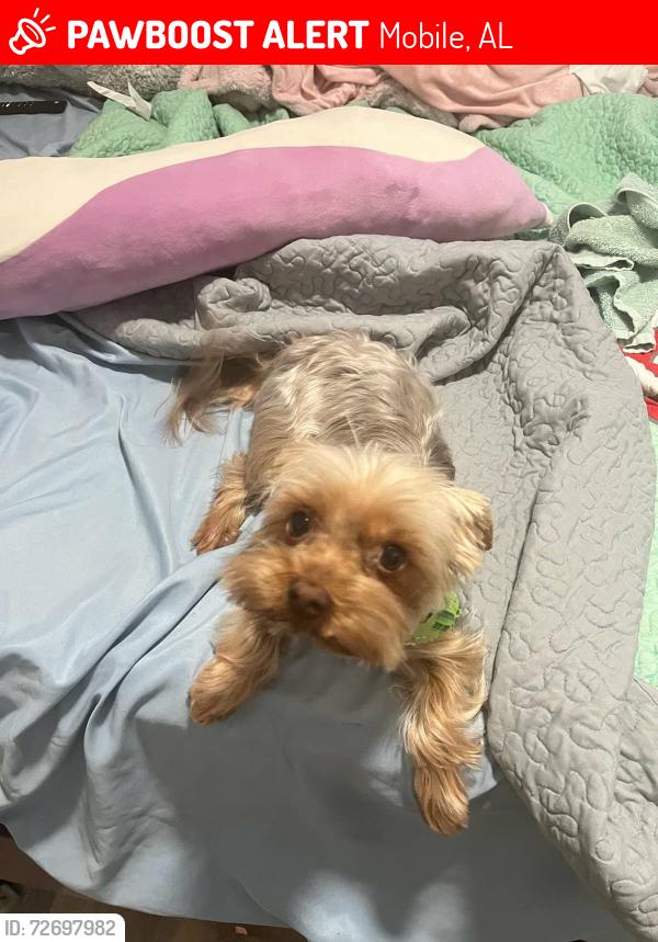 Lost Female Dog last seen University and Vanderbilt , Mobile, AL 36688