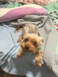 Lost Female Dog last seen University and Vanderbilt , Mobile, AL 36688