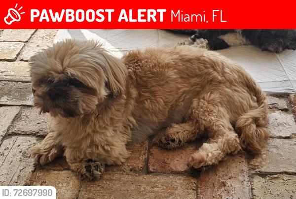 Lost Male Dog last seen Kendall, Miami, FL 33156