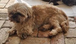 Lost Male Dog last seen Kendall, Miami, FL 33156