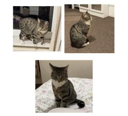 Lost Male Cat last seen Near the Mercia Marina shops, Willington, England DE65 6DW