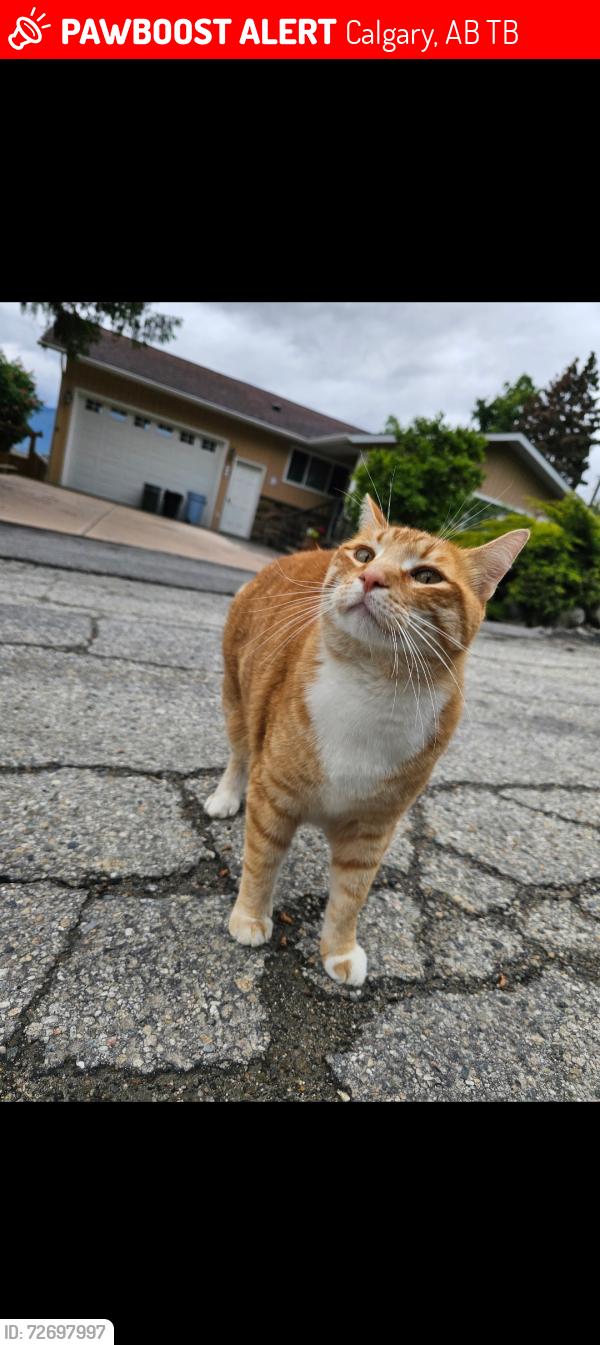 Lost Male Cat last seen Silver springs Blvd nw calgary, Calgary, AB T3B