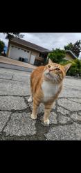 Lost Male Cat last seen Silver springs Blvd nw calgary , Calgary, AB T3B