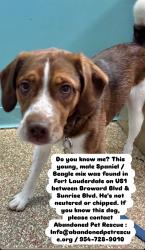 Found/Stray Male Dog last seen Broward Blvd & Sunrise Blvd, Fort Lauderdale, FL 33304