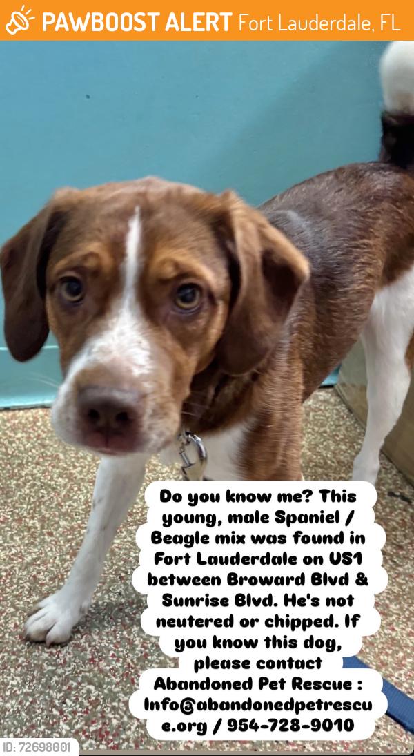 Found/Stray Male Dog last seen Broward Blvd & Sunrise Blvd, Fort Lauderdale, FL 33304