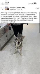 Found/Stray Unknown Dog last seen Central/159, Andover, KS 67002