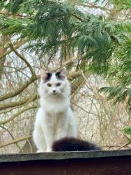 Lost Female Cat last seen Downs Barn , Downs Barn, England 