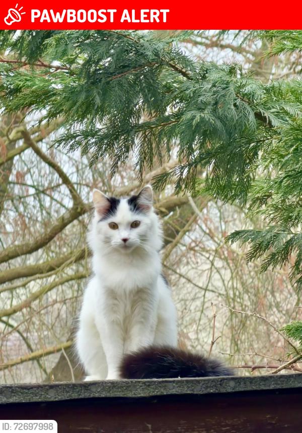 Lost Female Cat last seen Downs Barn , Downs Barn, England 